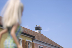 12austria_burgenland_bu_stork1.2