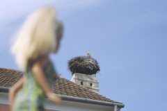 13austria_burgenland_bu_stork1