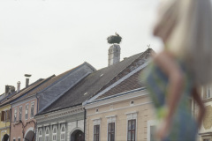 14austria_burgenland_bu_stork2