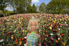 tulip-flower-show_keukenhof_2657