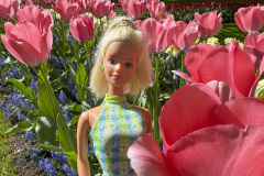 tulip-flower-show_keukenhof_2729