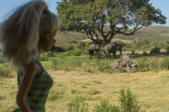 southafrica_34_safari_elephants_1931