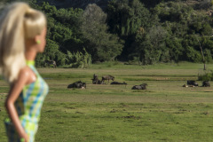 southafrica_37_safari_wildebeest_2491