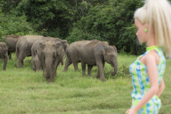 srilanka_09_twb_srilanka_elephants_7972