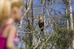 usa_florida_twb_everglades_anhinga_2887
