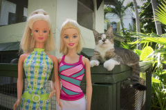usa_florida_twb_keywest_hemingway04_cat_2200